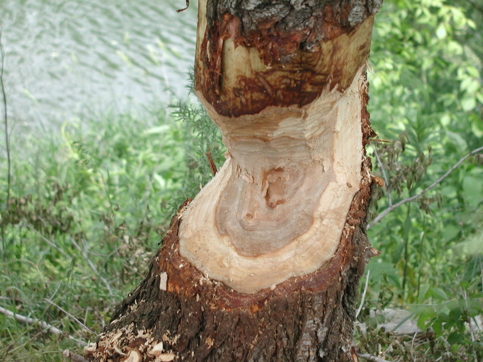 Beaver Removal in Roanoke VA