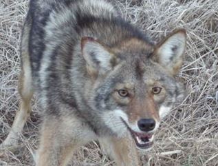 Coyote Removal in Roanoke VA