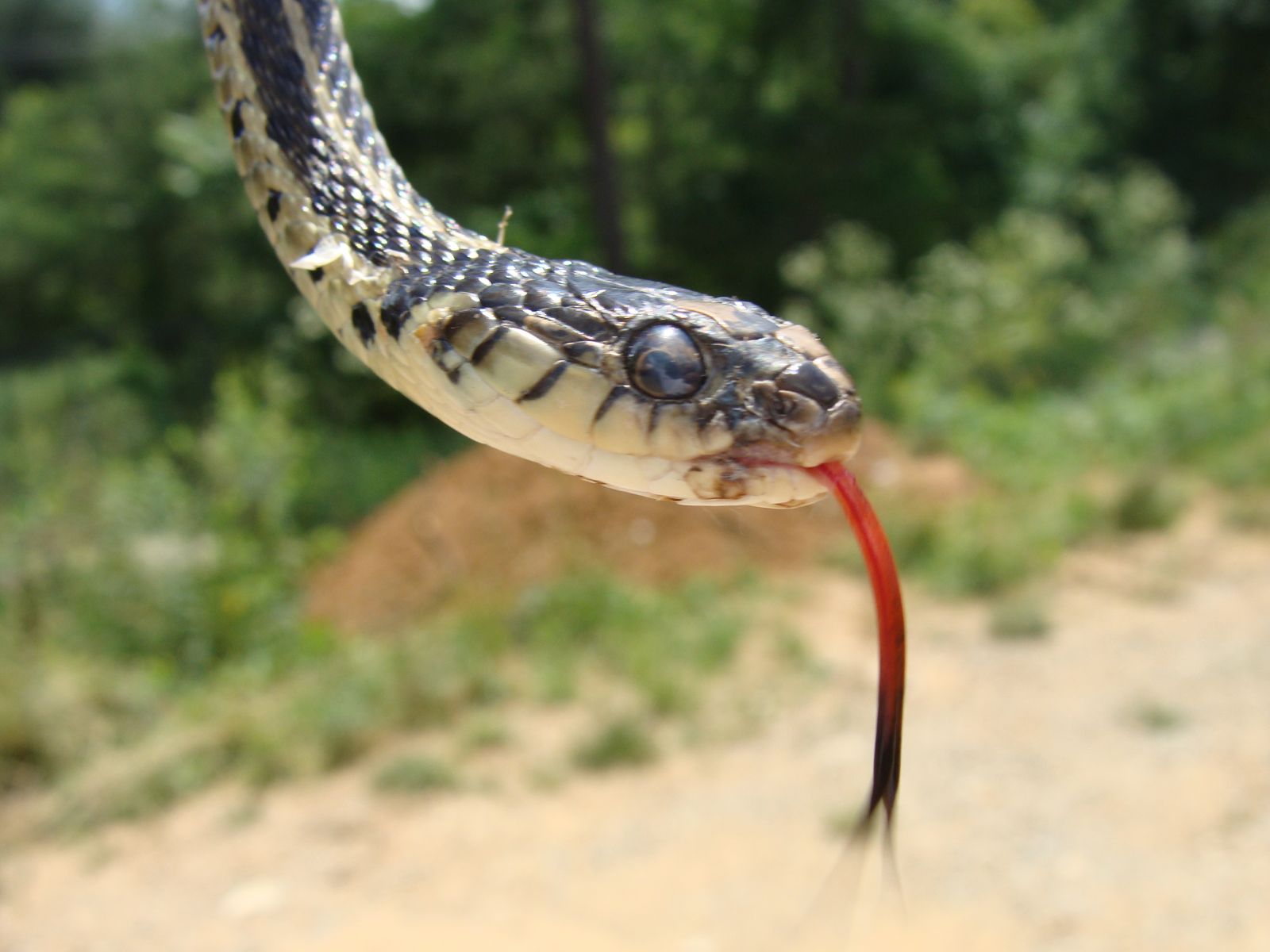 Snake Removal Blacksburg VA