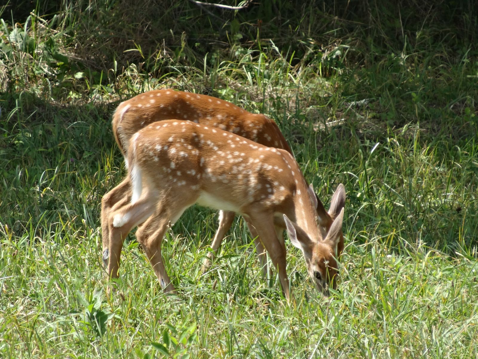 Lynchburg Deer Removal and Control Services
