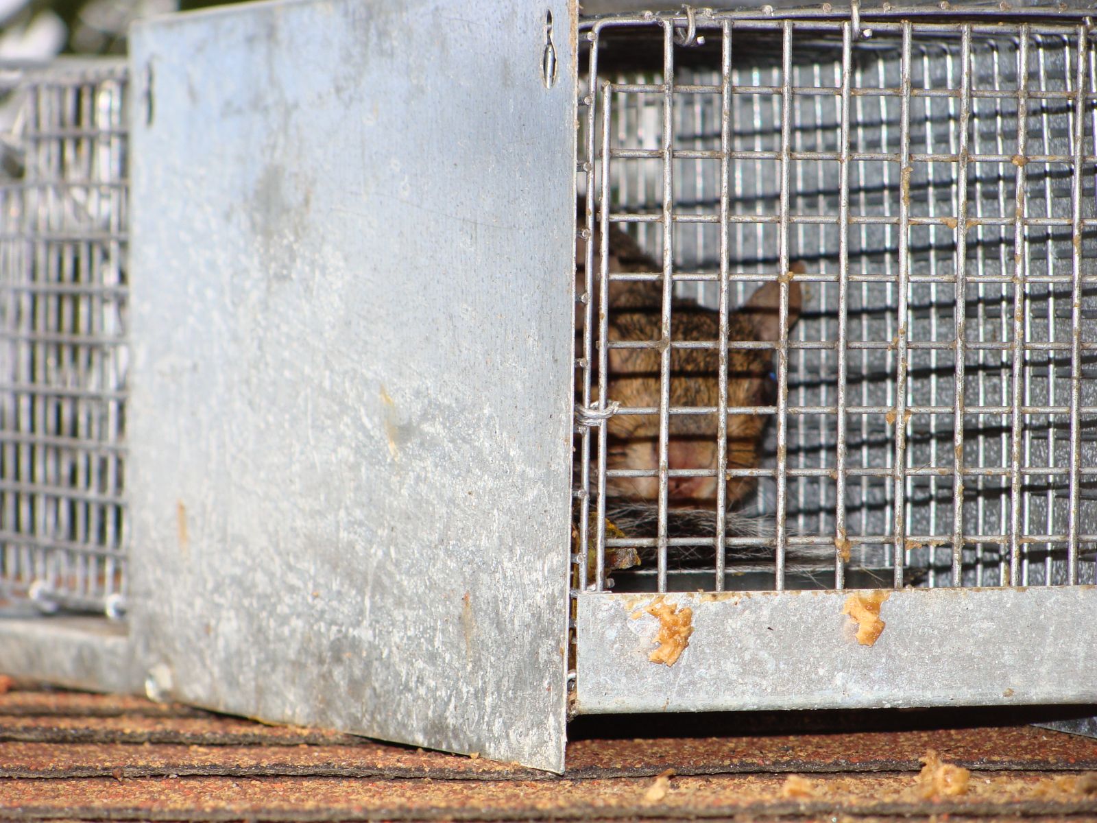 Squirrel Removal Blacksburg VA