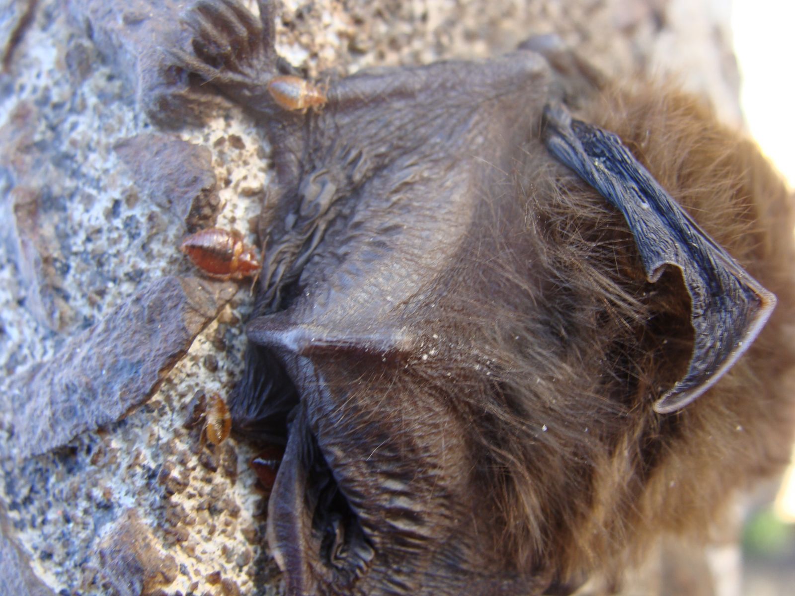 Virginia Bat Bug Removal