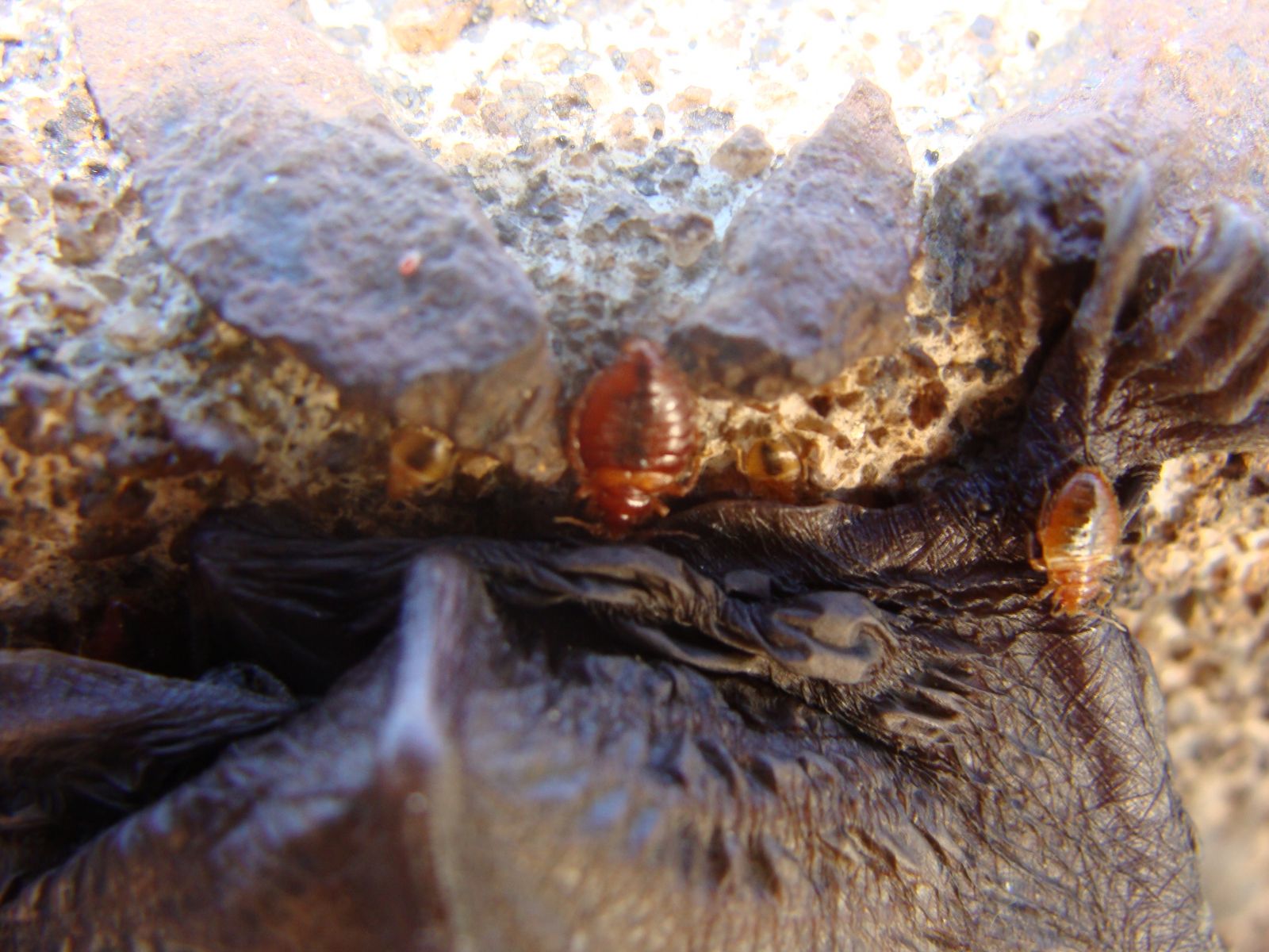 Lynchburg VA Bat Bug Pest Control