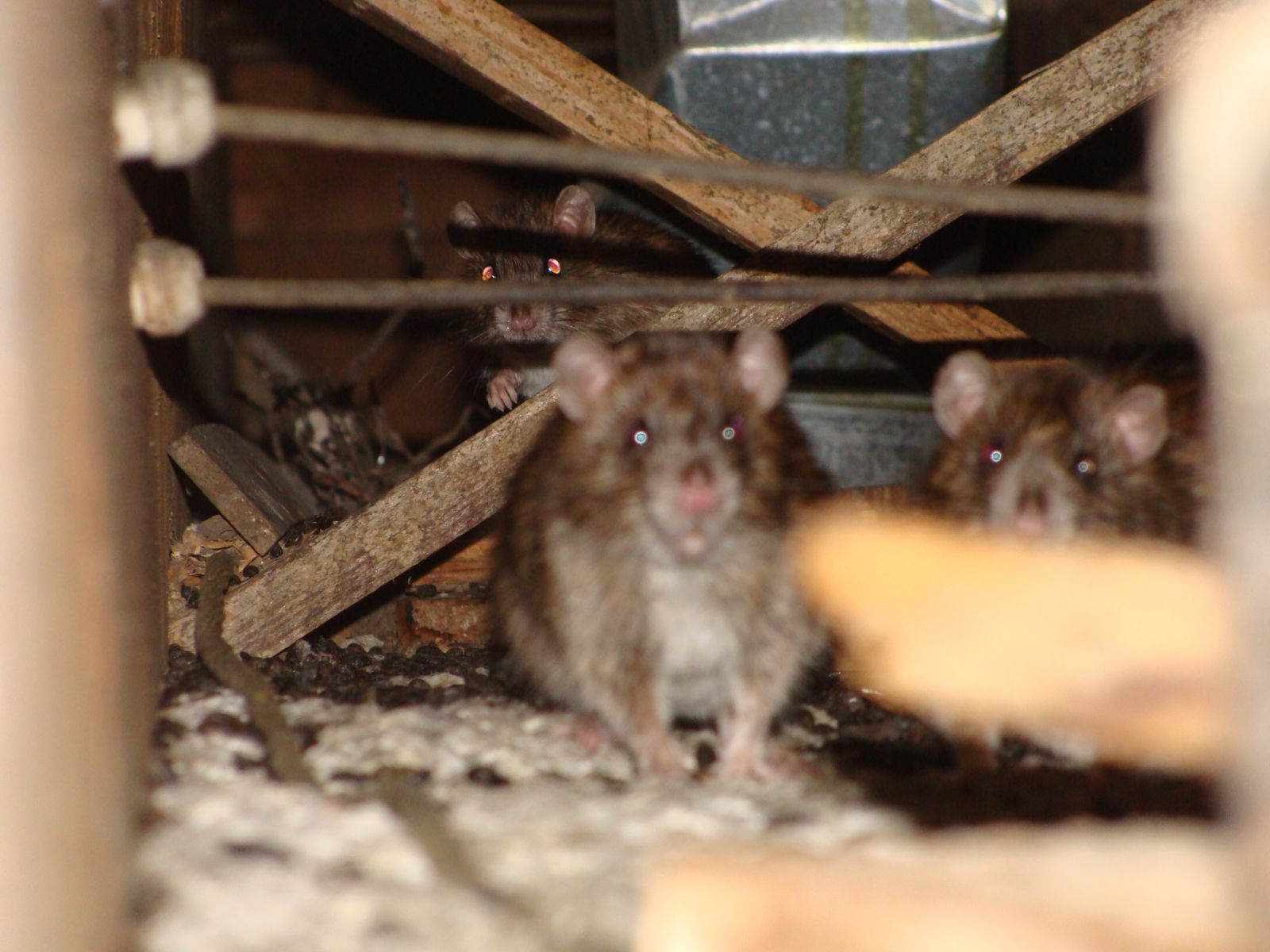 Rat pest Control Wytheville