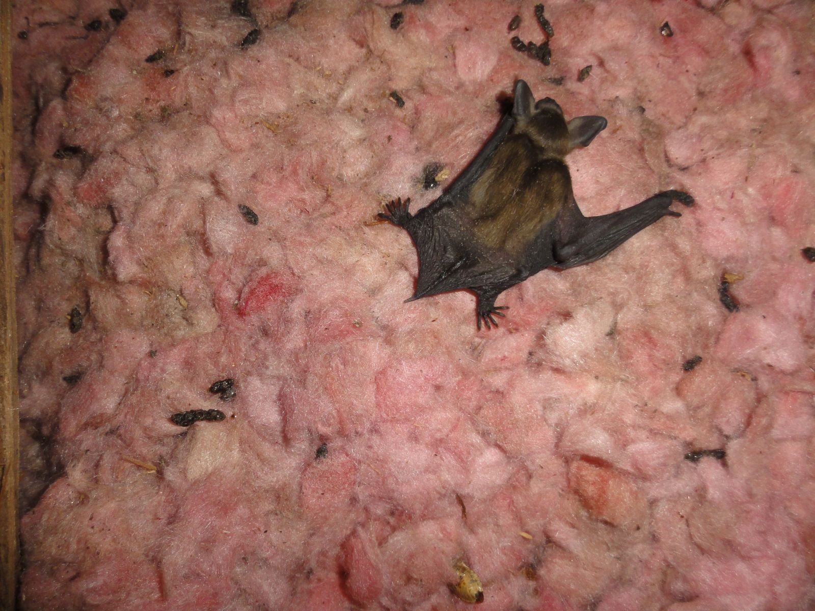 Newport News, VA - Baby Bat