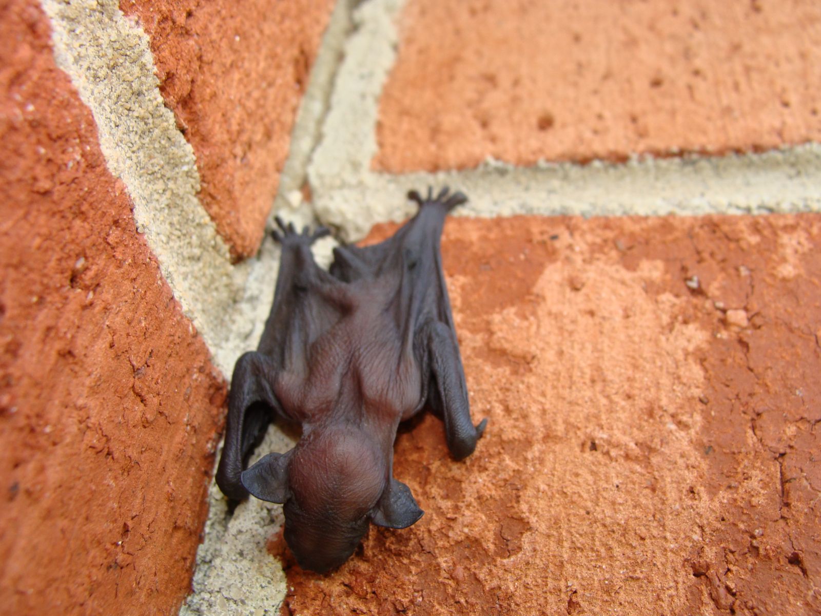 Baby Bat in Wytheville