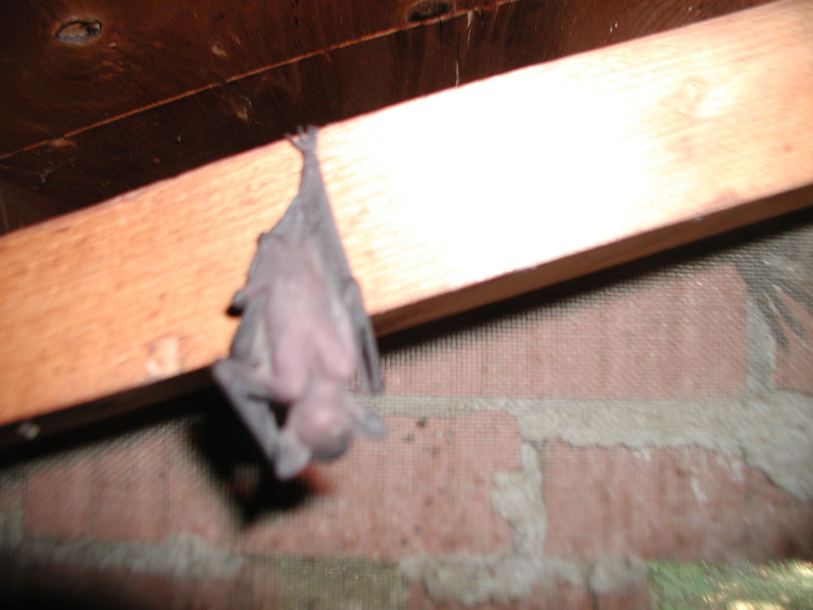 Richmond VA Baby Bat