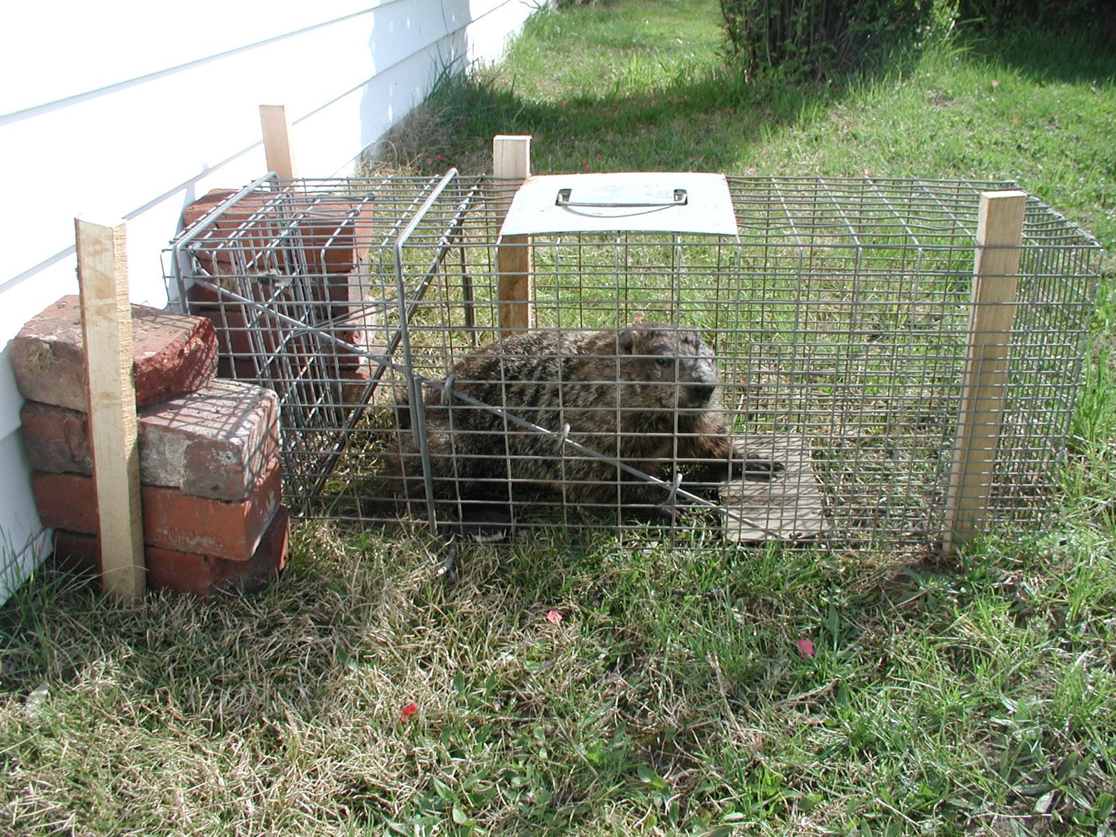 Wytheville Groundhog Removal