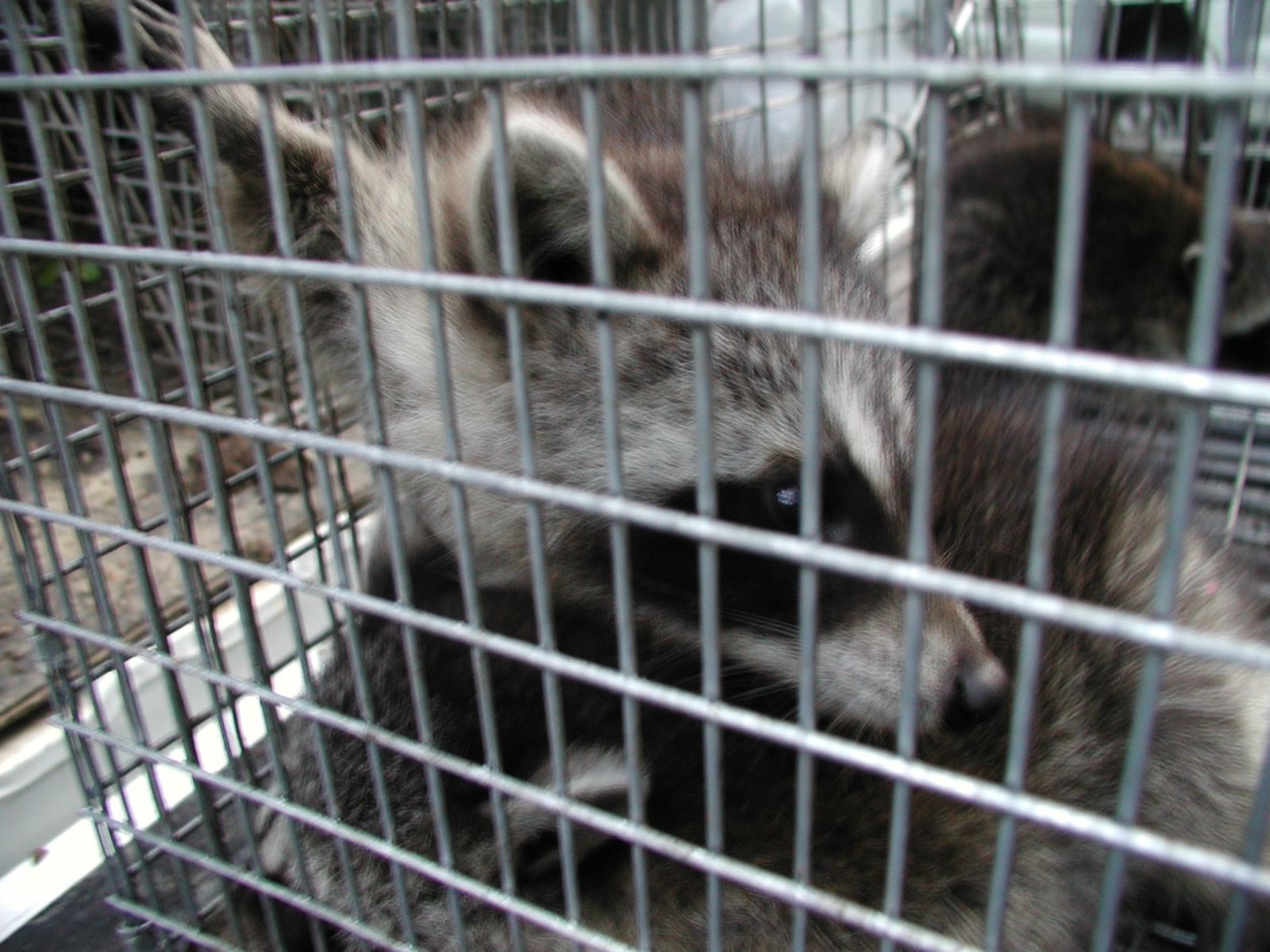 Raccoon Removal in Lynchburg VA